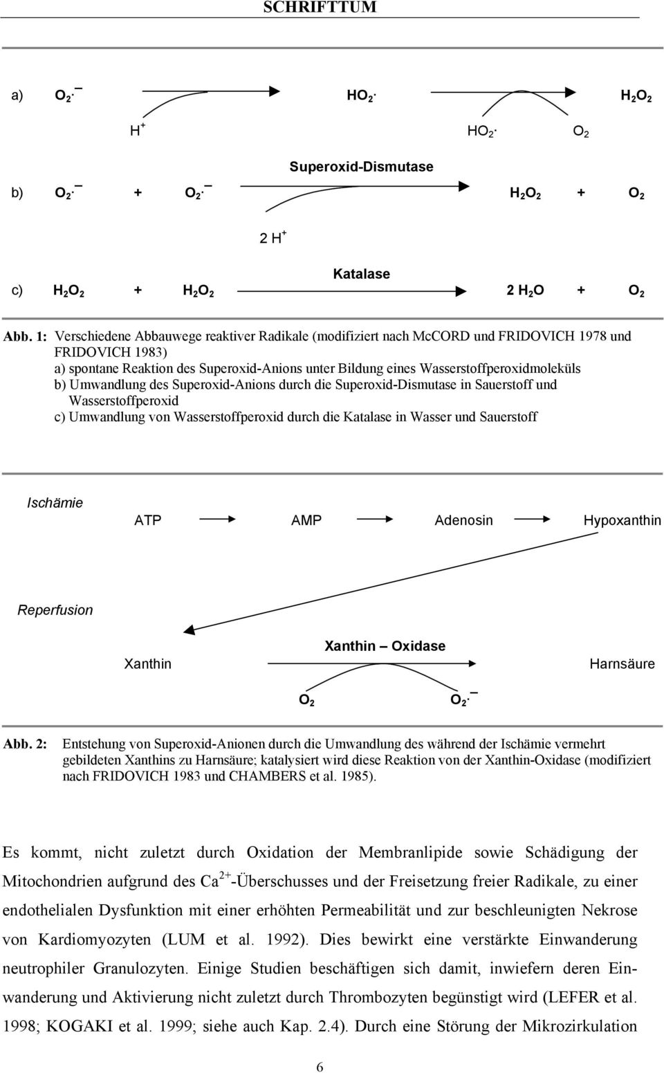 b) Umwandlung des Superoxid-Anions durch die Superoxid-Dismutase in Sauerstoff und Wasserstoffperoxid c) Umwandlung von Wasserstoffperoxid durch die Katalase in Wasser und Sauerstoff Ischämie ATP AMP