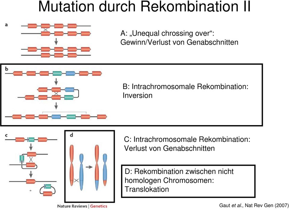 Intrachromosomale Rekombination: Verlust von Genabschnitten D: