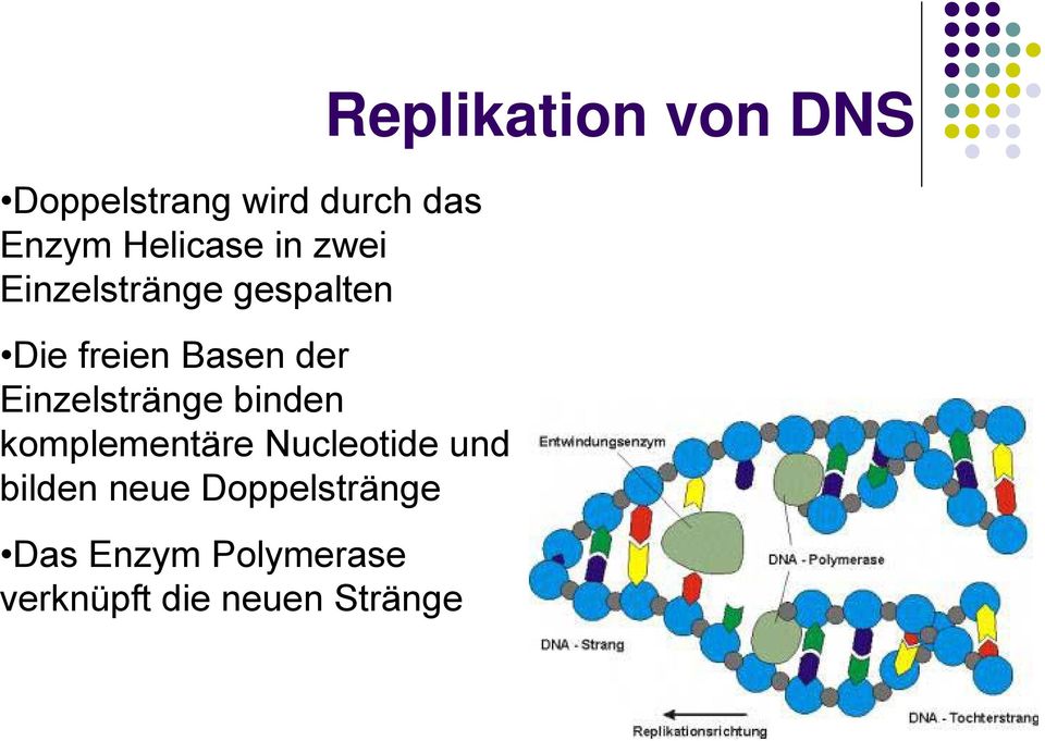 binden komplementäre Nucleotide und bilden neue