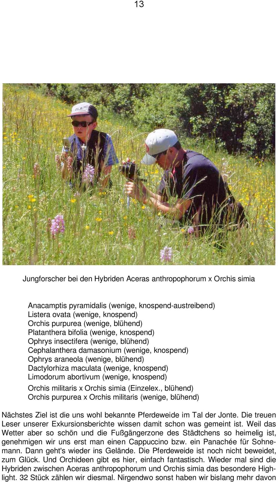 Limodorum abortivum (wenige, knospend) Orchis militaris x Orchis simia (Einzelex.