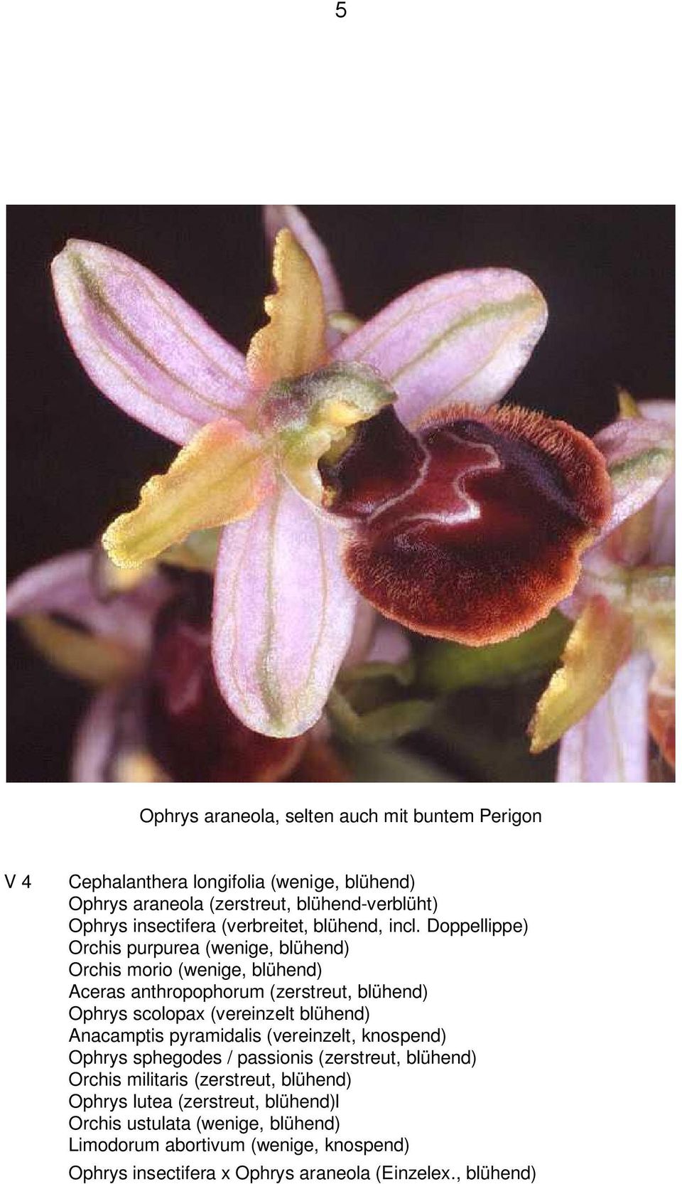 Doppellippe) Orchis purpurea (wenige, blühend) Orchis morio (wenige, blühend) Aceras anthropophorum (zerstreut, blühend) Ophrys scolopax (vereinzelt blühend)