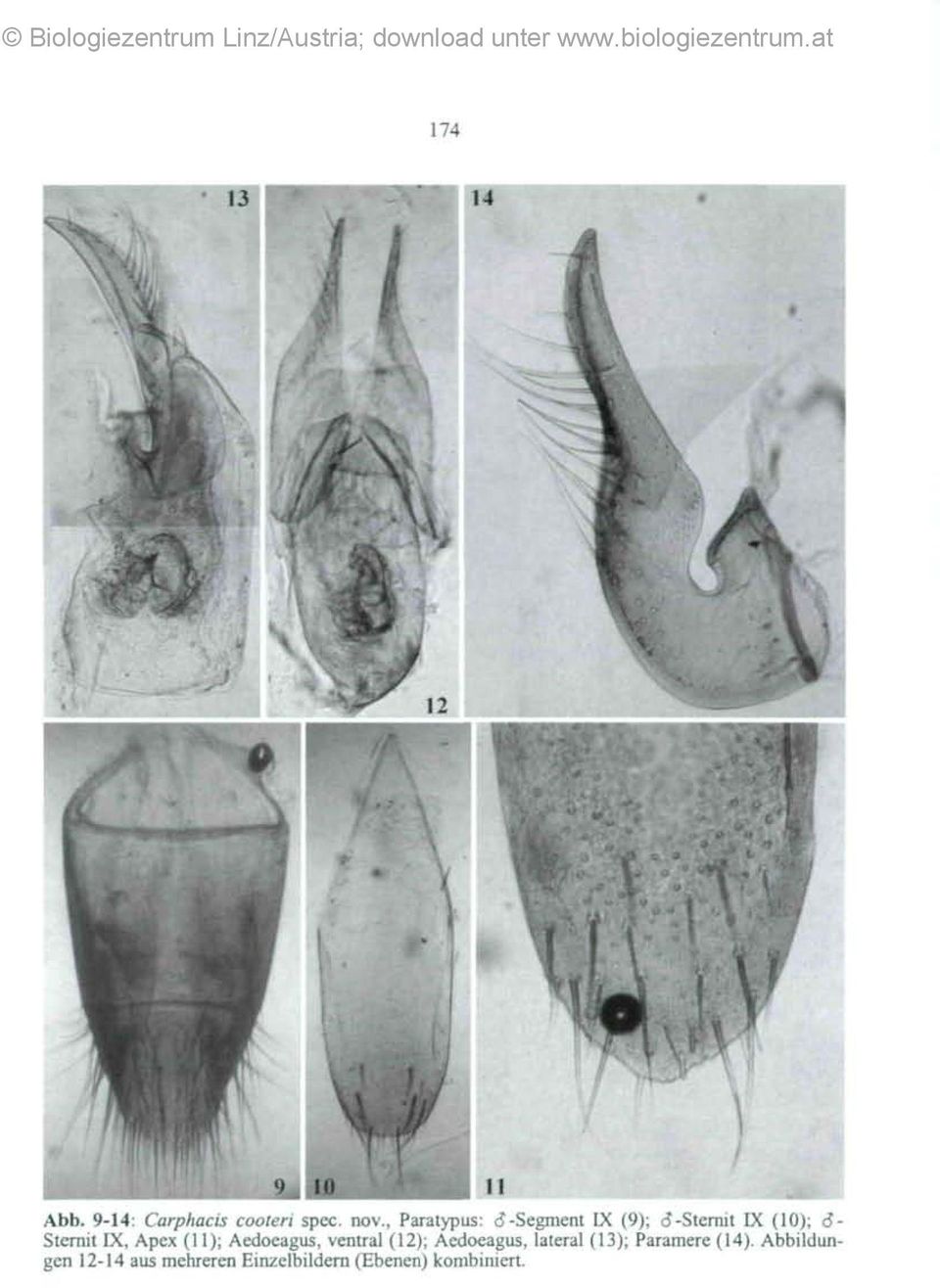 IX, Apex (11); Aedoeagus, ventral (12); Aedoeagus, lateral