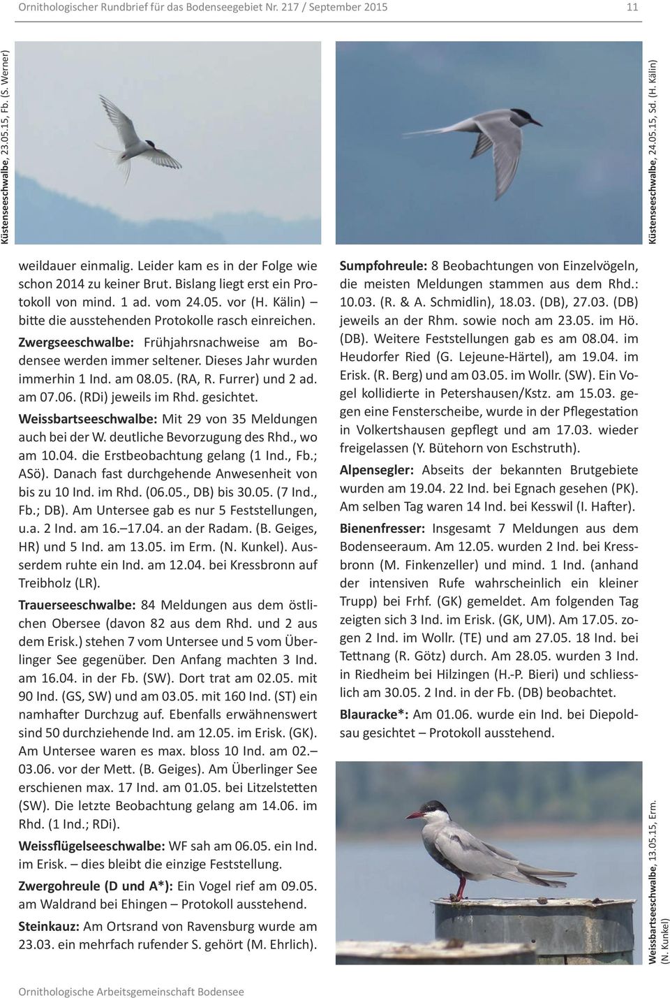 Zwergseeschwalbe: Frühjahrsnachweise am Bodensee werden immer seltener. Dieses Jahr wurden immerhin 1 Ind. am 08.05. (RA, R. Furrer) und 2 ad. am 07.06. (RDi) jeweils im Rhd. gesichtet.