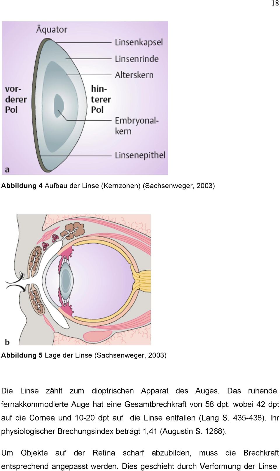 Das ruhende, fernakkommodierte Auge hat eine Gesamtbrechkraft von 58 dpt, wobei 42 dpt auf die Cornea und 10-20 dpt auf die Linse