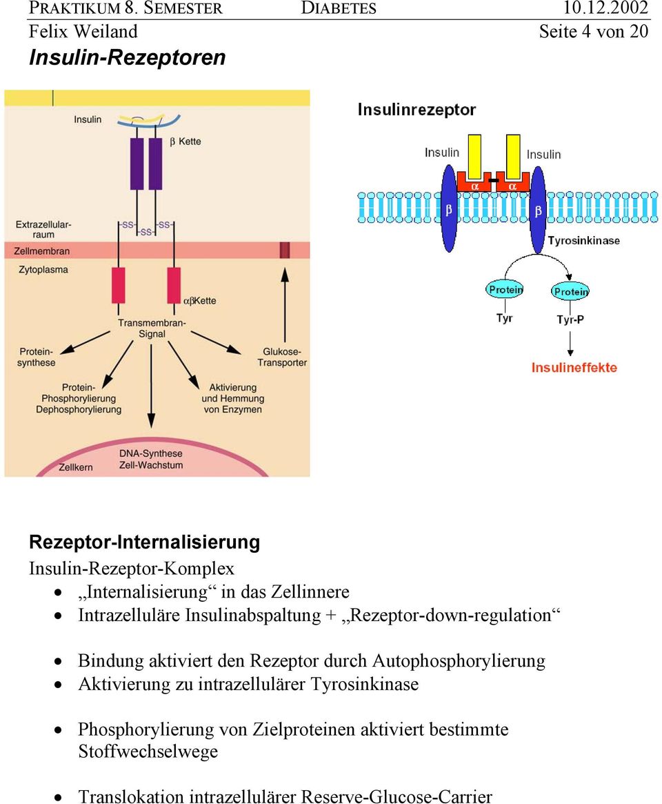 aktiviert den Rezeptor durch Autophosphorylierung Aktivierung zu intrazellulärer Tyrosinkinase