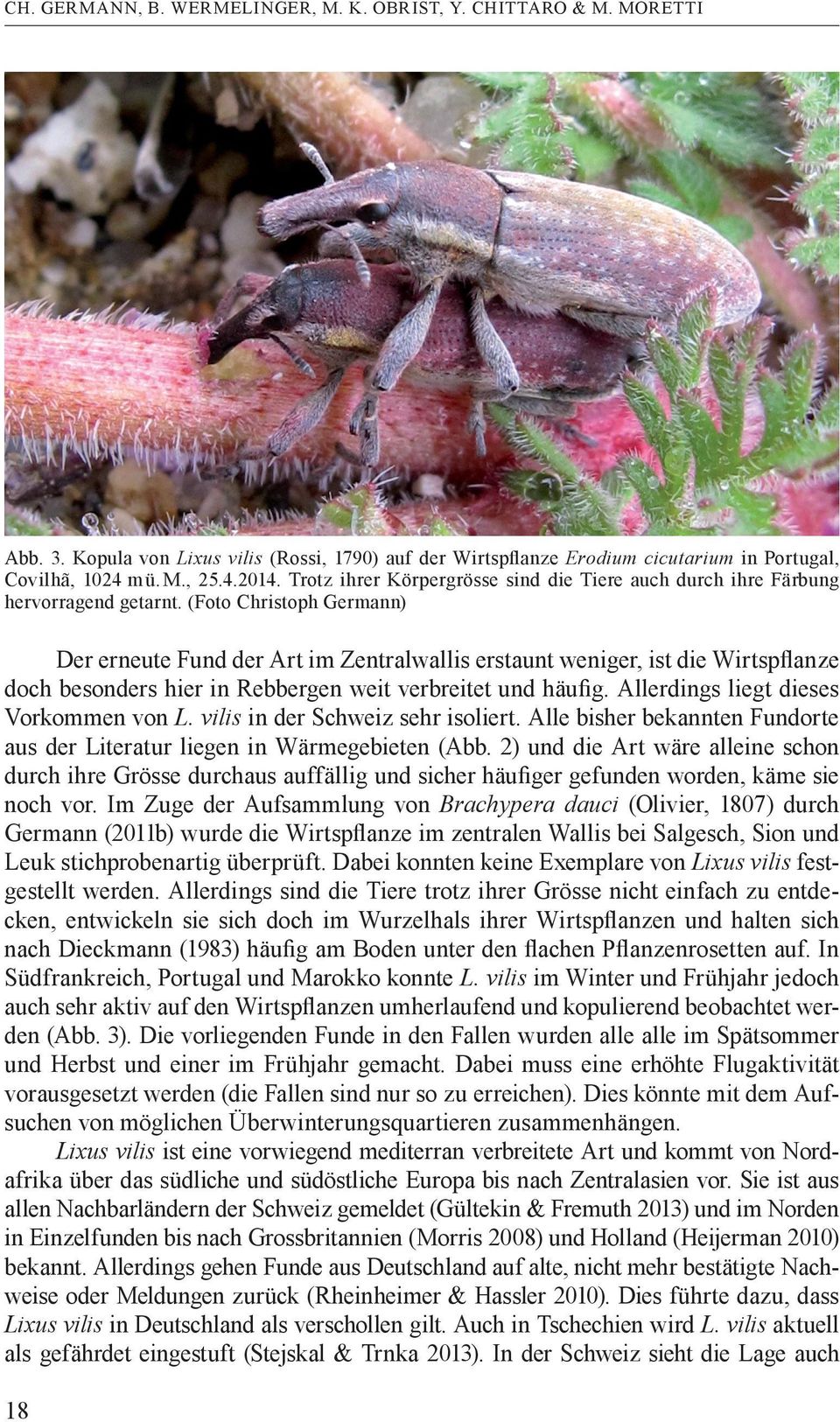 (Foto Christoph Germann) Der erneute Fund der Art im Zentralwallis erstaunt weniger, ist die Wirtspflanze doch besonders hier in Rebbergen weit verbreitet und häufig.