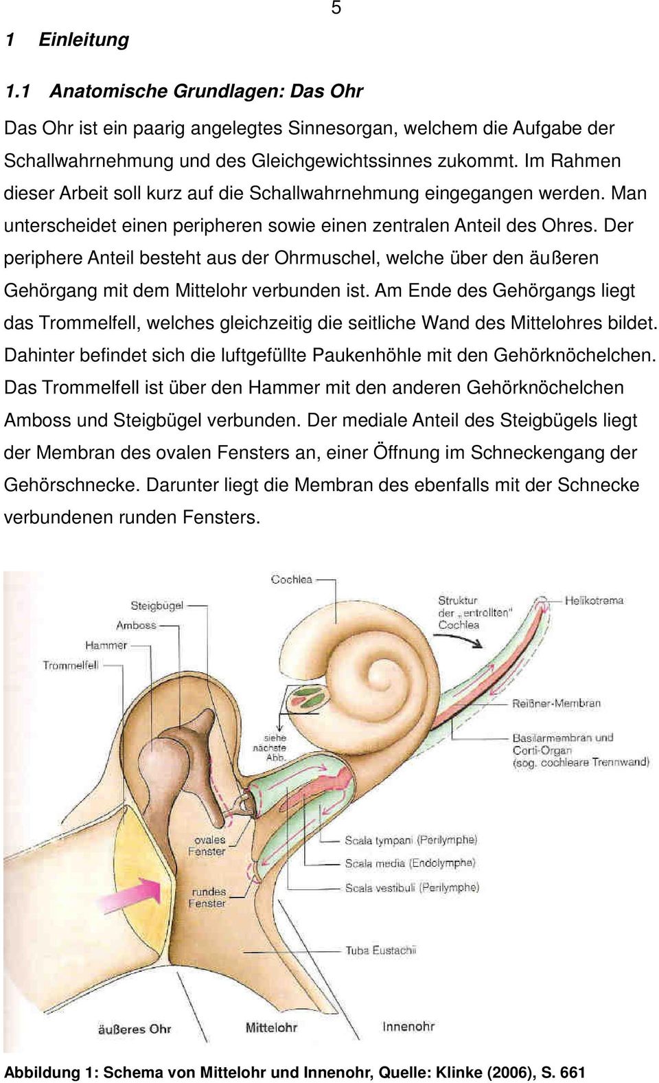Der periphere Anteil besteht aus der Ohrmuschel, welche über den äußeren Gehörgang mit dem Mittelohr verbunden ist.