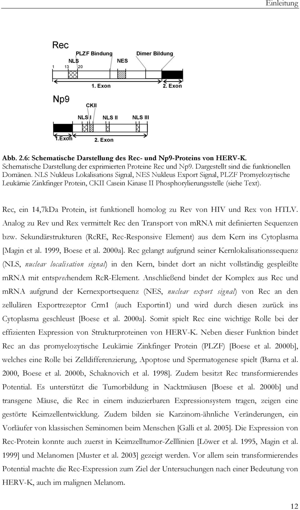 NLS Nukleus Lokalisations Signal, NES Nukleus Export Signal, PLZF Promyelozytische Leukämie Zinkfinger Protein, CKII Casein Kinase II Phosphorylierungsstelle (siehe Text).