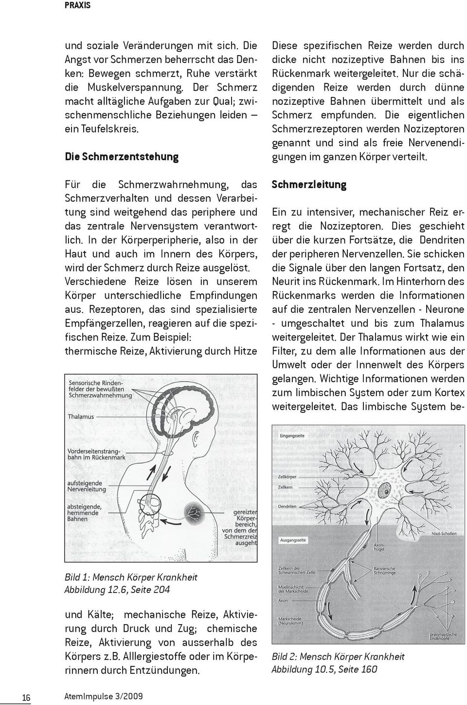 Die Schmerzentstehung Für die Schmerzwahrnehmung, das Schmerzverhalten und dessen Verarbeitung sind weitgehend das periphere und das zentrale Nervensystem verantwortlich.