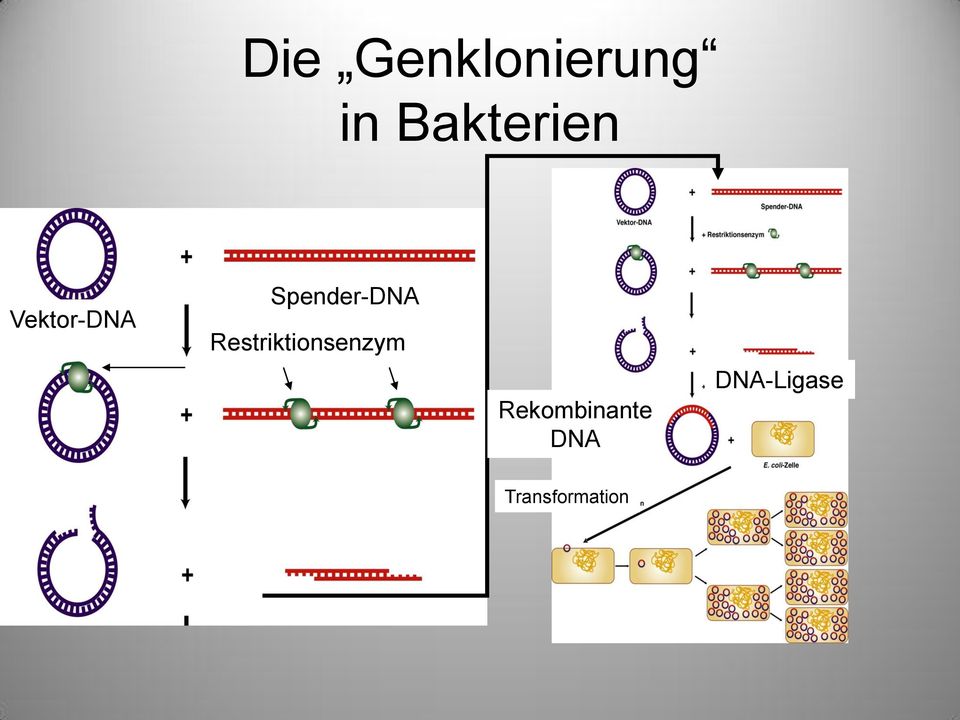 Spender-DNA