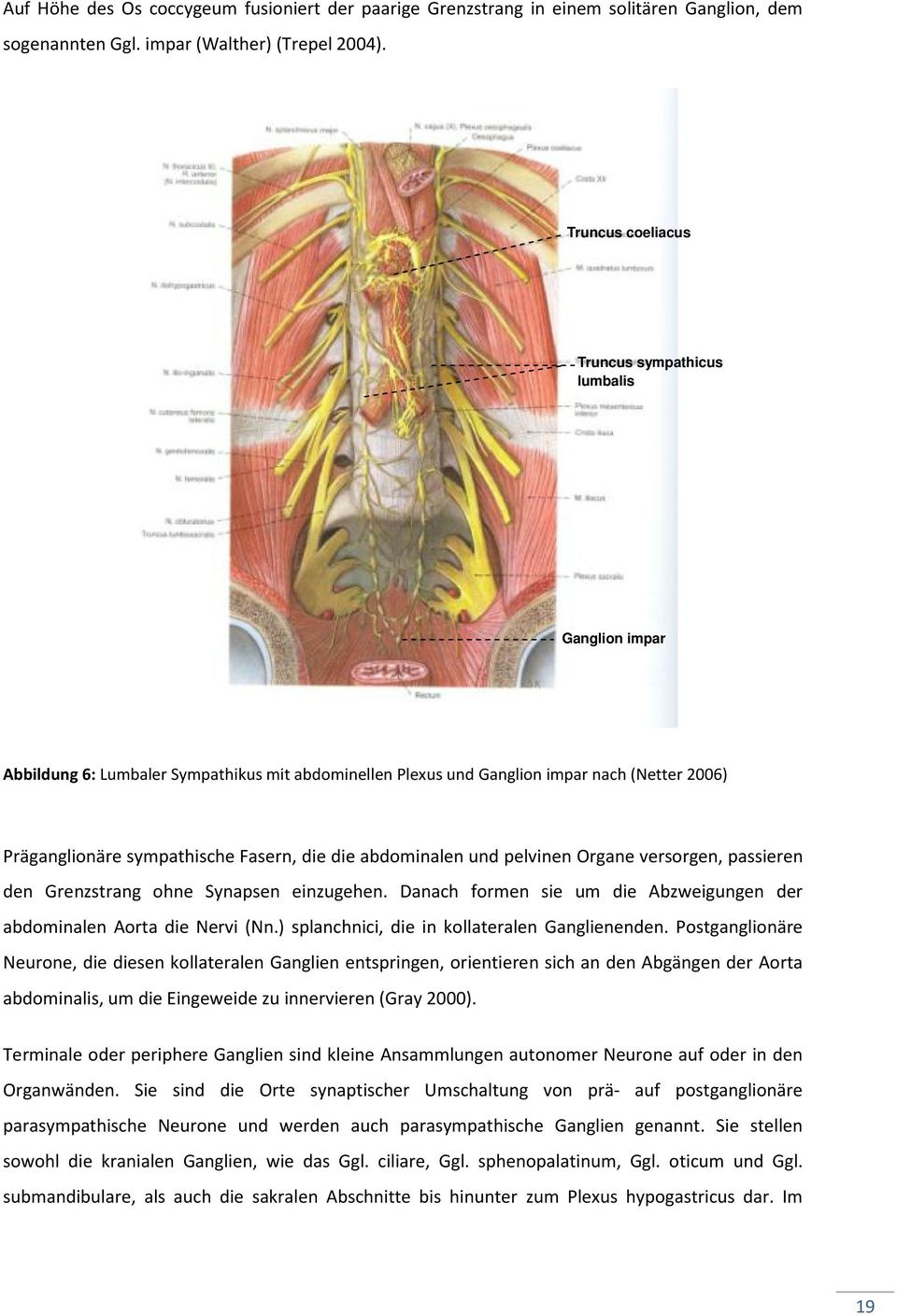 die abdominalen und pelvinen Organe versorgen, passieren den Grenzstrang ohne Synapsen einzugehen. Danach formen sie um die Abzweigungen der abdominalen Aorta die Nervi (Nn.