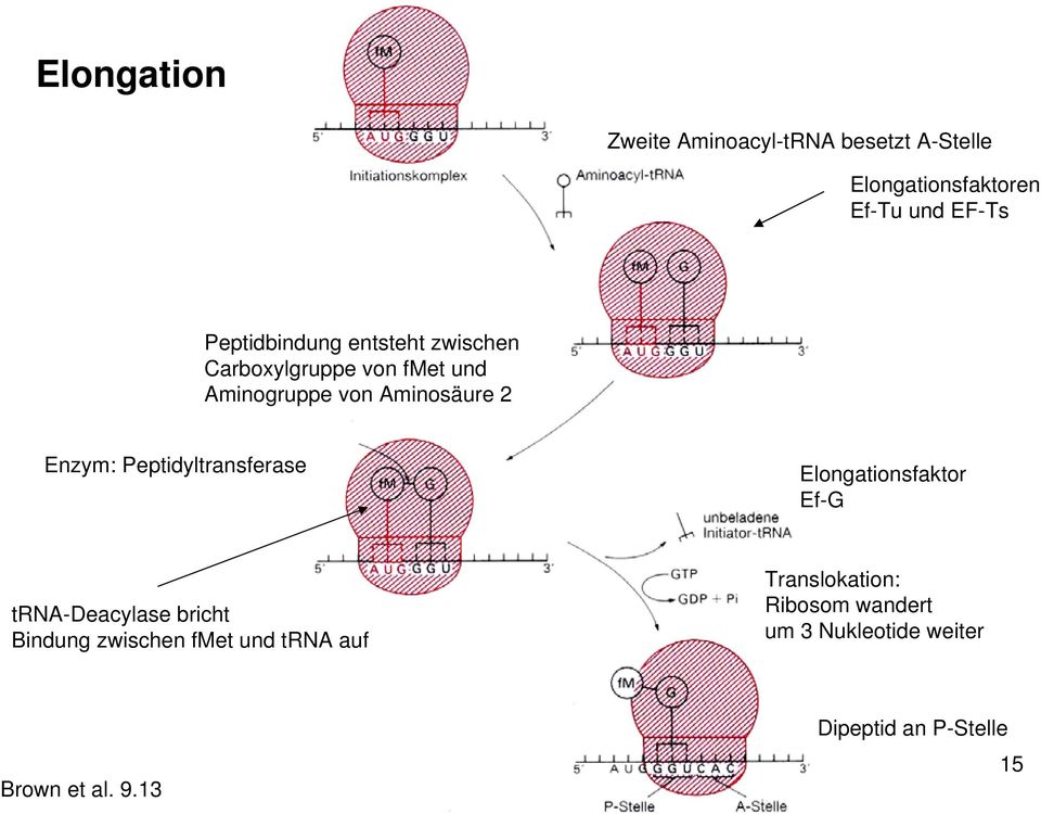 Enzym: Peptidyltransferase Elongationsfaktor Ef-G trna-deacylase bricht Bindung zwischen fmet