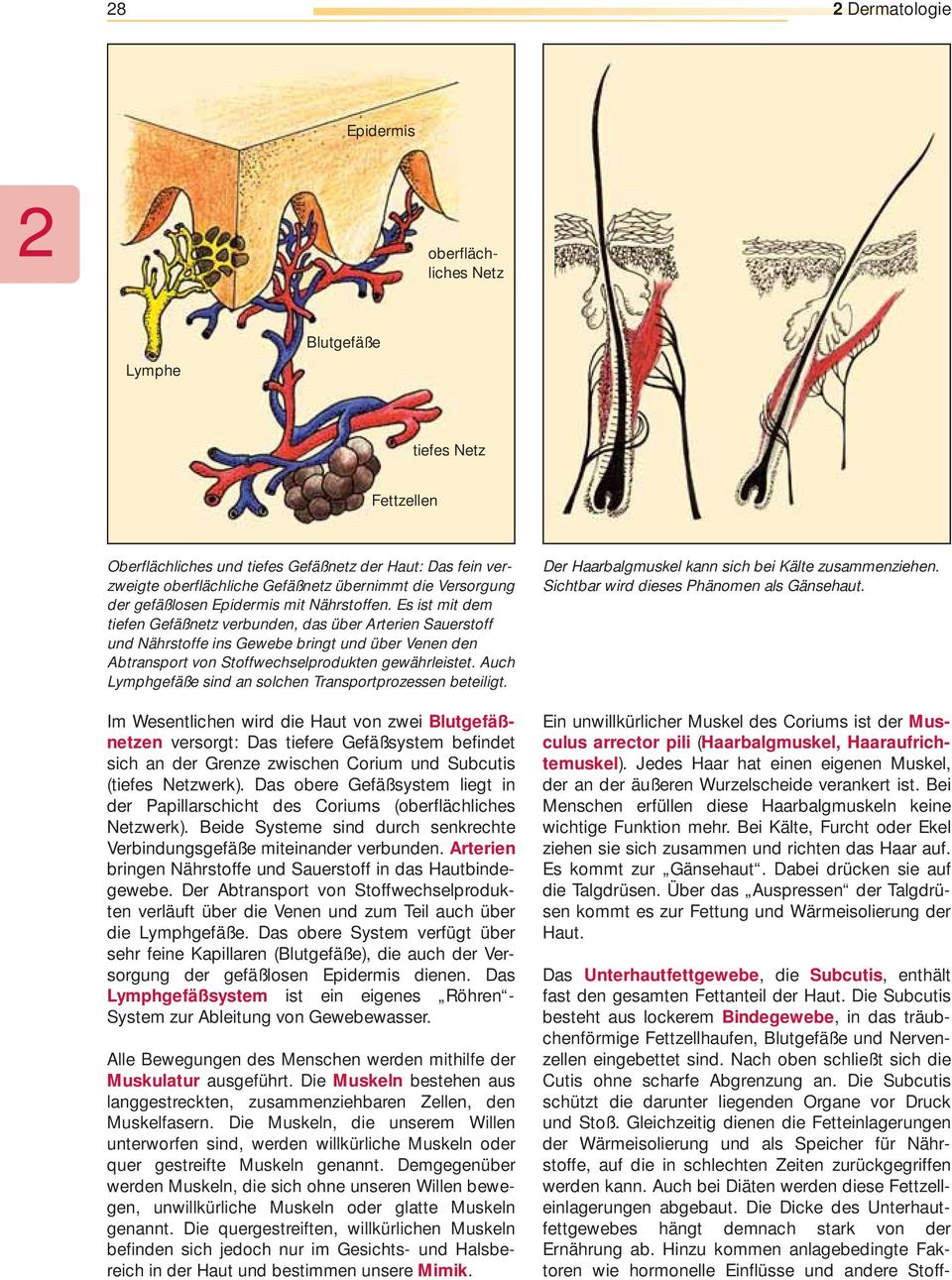 Es ist mit dem tiefen Gefäßnetz verbnden, das über Arterien Saerstoff nd Nährstoffe ins Gewebe bringt nd über Venen den Abtransport von Stoffwechselprodkten gewährleistet.