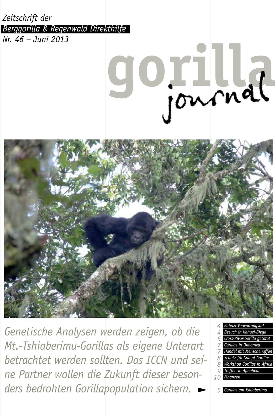 Das ICCN und seine Partner wollen die Zukunft dieser besonders bedrohten Gorillapopulation sichern.