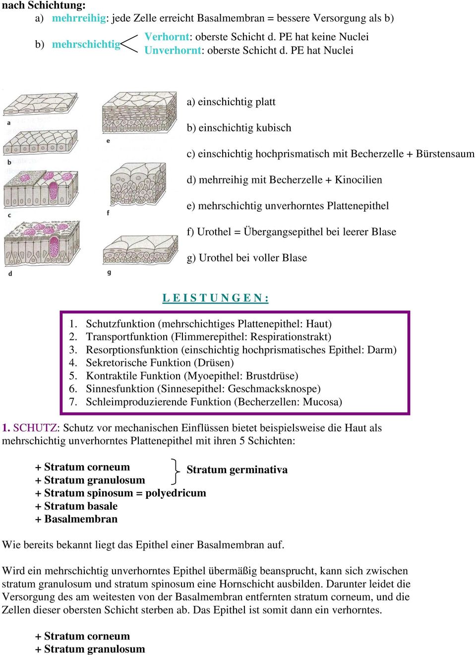 Plattenepithel f) Urothel = Übergangsepithel bei leerer Blase g) Urothel bei voller Blase L E I S T U N G E N : 1. Schutzfunktion (mehrschichtiges Plattenepithel: Haut) 2.