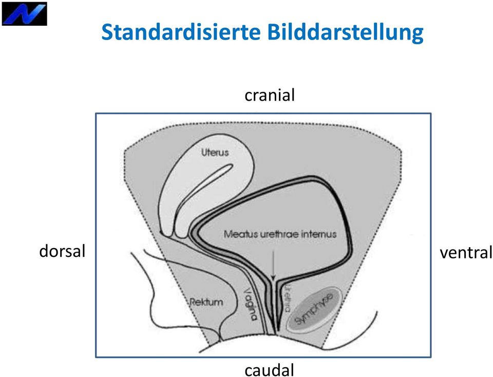 cranial dorsal