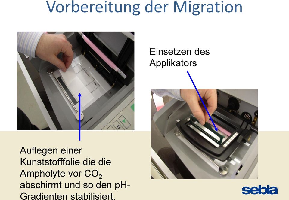 ph- Gradienten stabilisiert.