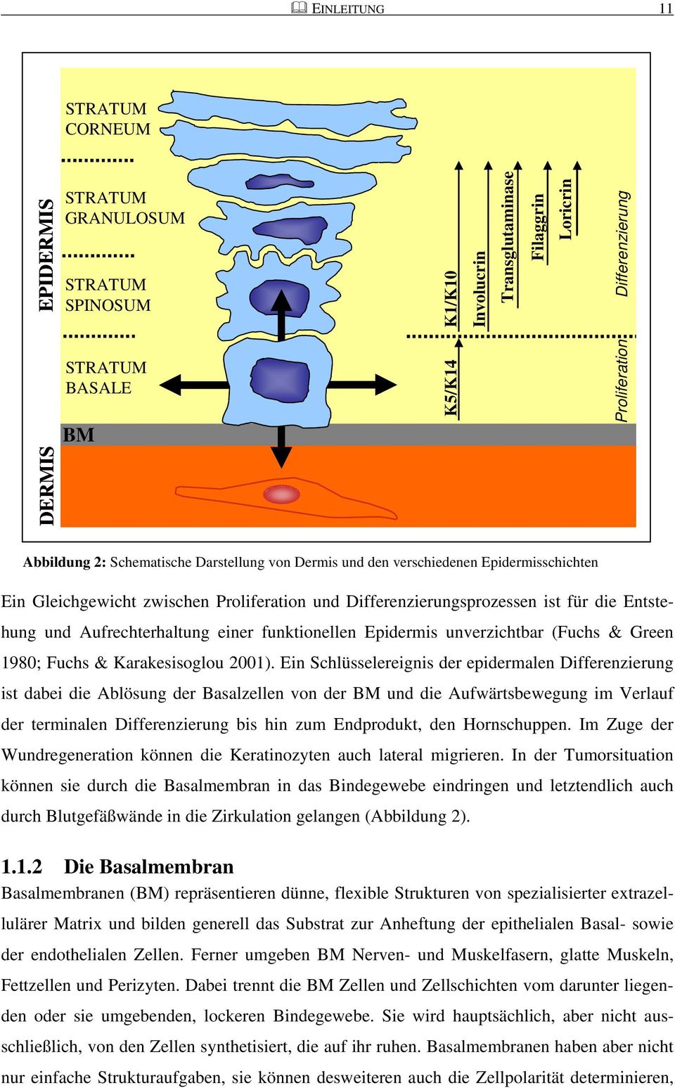 Aufrechterhaltung einer funktionellen Epidermis unverzichtbar (Fuchs & Green 1980; Fuchs & Karakesisoglou 2001).