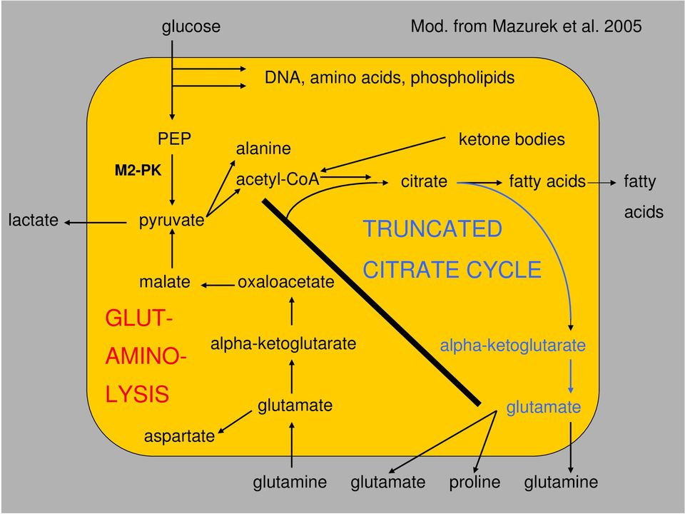 malate oxaloacetate GLUT- AMINO- LYSIS aspartate alpha-ketoglutarate glutamate