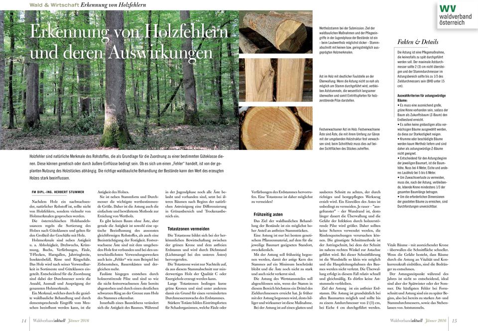 Die richtige waldbauliche Behandlung der Bestände kann den Wert des erzeugten Holzes stark beeinflussen. FM Dipl.-Ing.