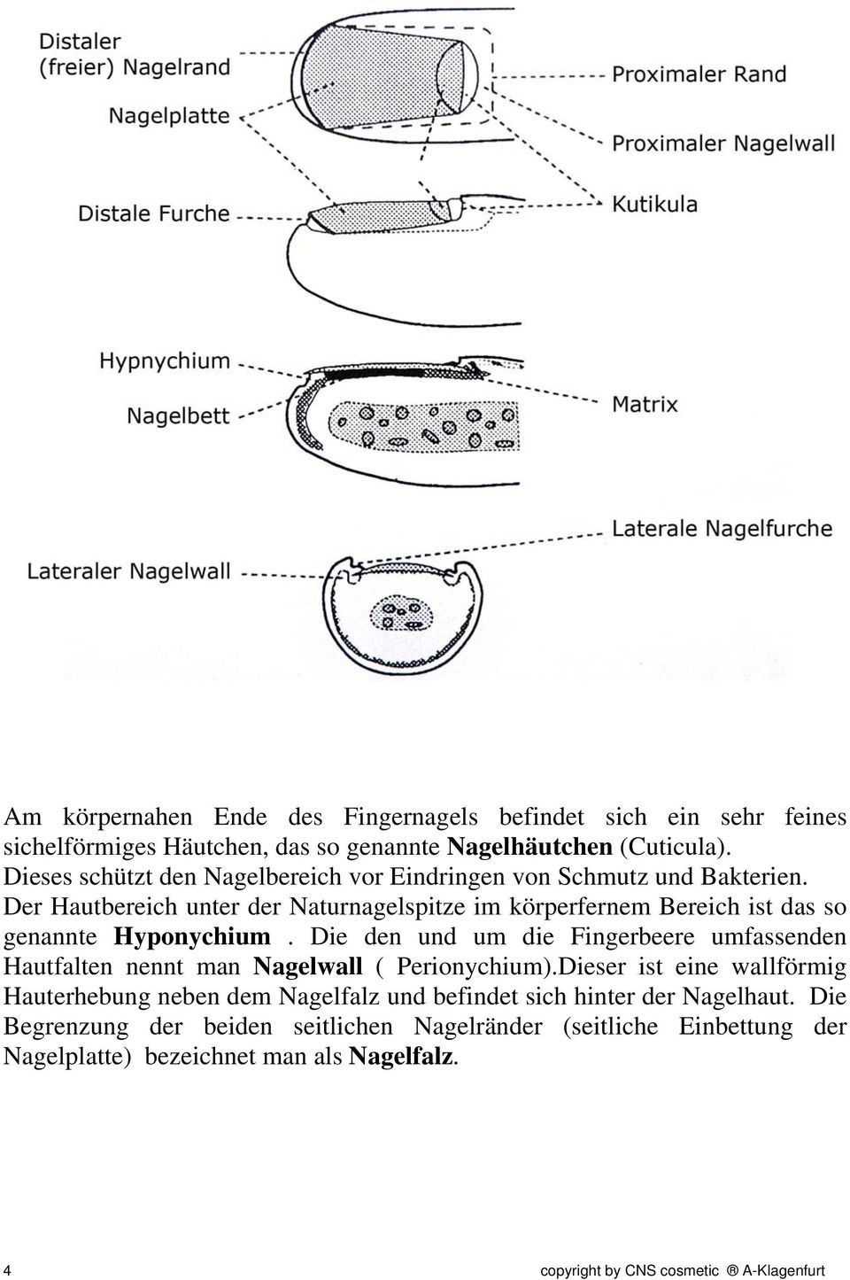 Der Hautbereich unter der Naturnagelspitze im körperfernem Bereich ist das so genannte Hyponychium.