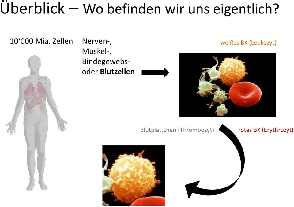 Zellen Nerven-, Muskel-, Bindegewebsoder