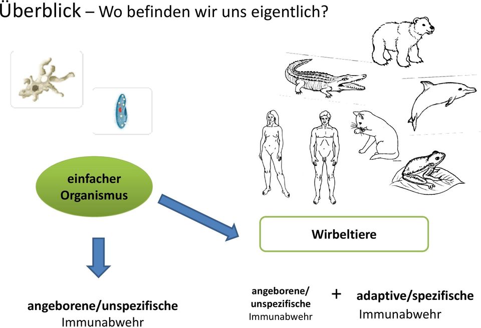 angeborene/unspezifische Immunabwehr