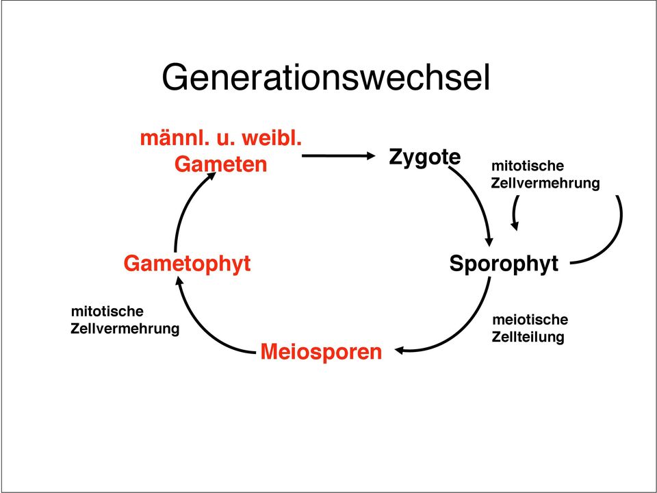 Zellvermehrung Gametophyt mitotische