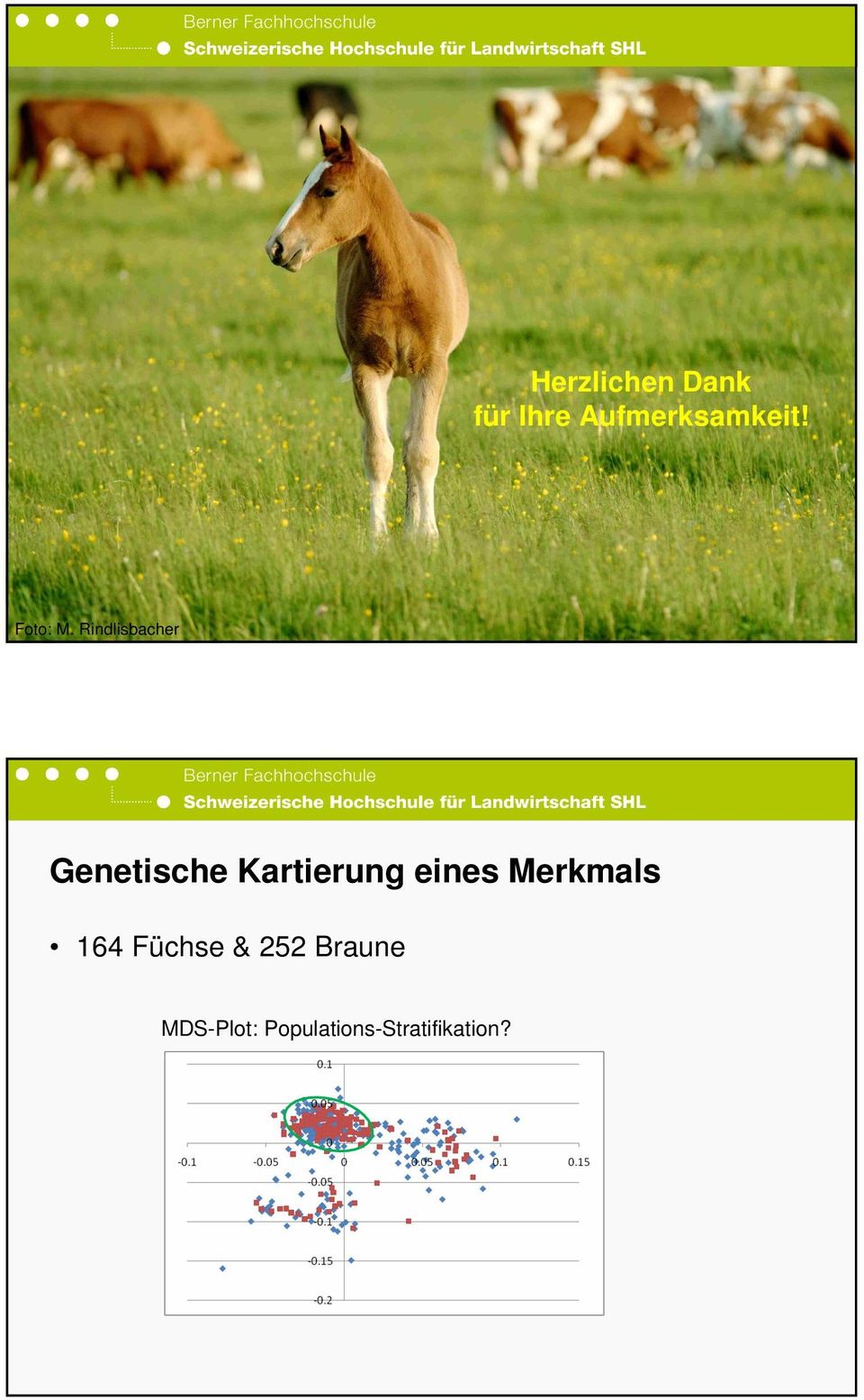 Rindlisbacher Genetische Kartierung