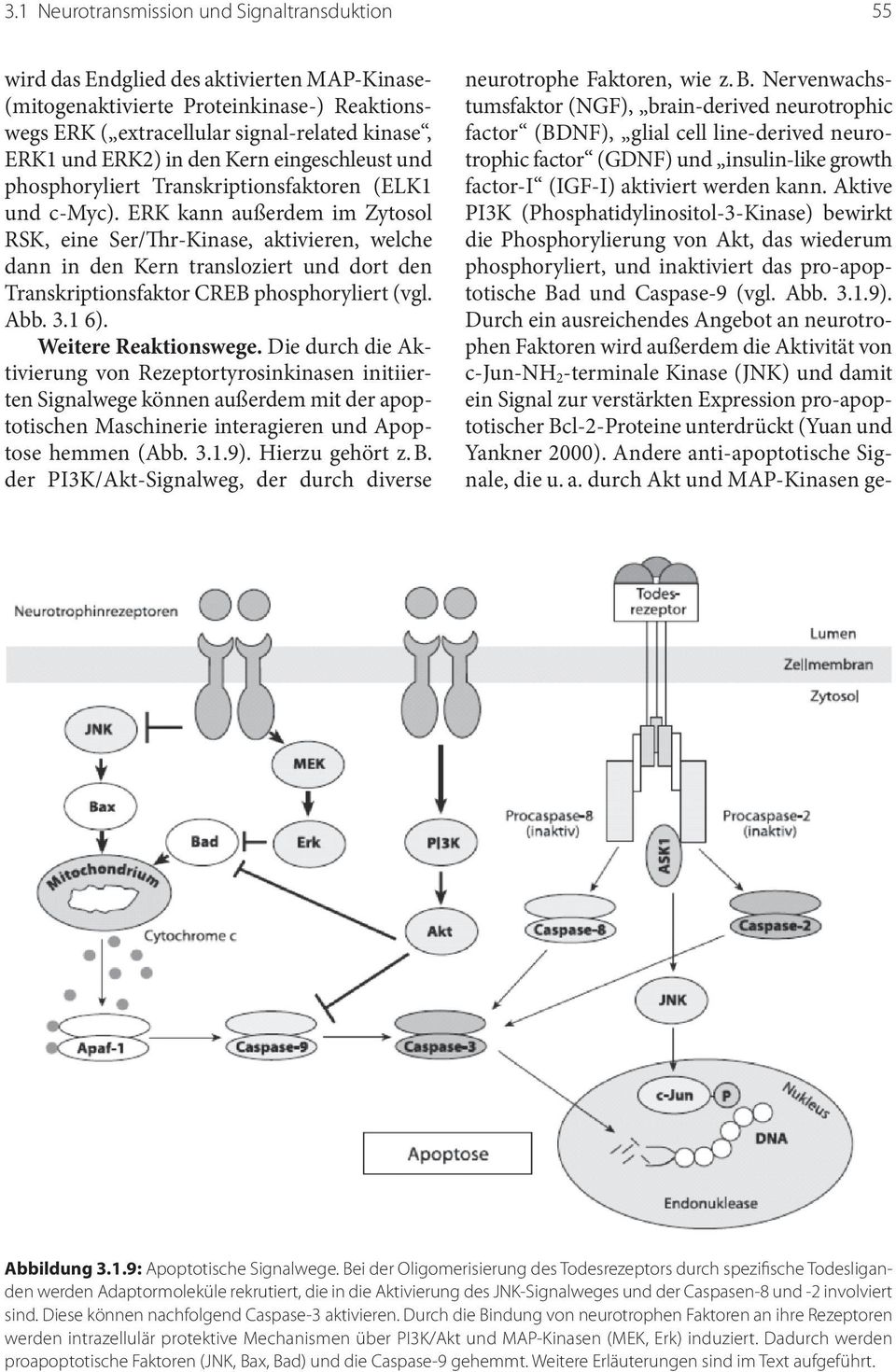 ERK kann außerdem im Zytosol RSK, eine Ser/Thr-Kinase, aktivieren, welche dann in den Kern transloziert und dort den Transkriptionsfaktor CREB phosphoryliert (vgl. Abb. 3.1 6). Weitere Reaktionswege.
