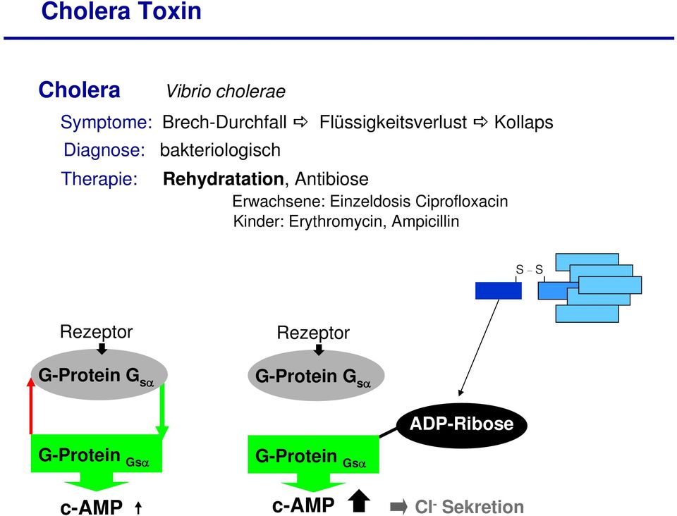 Einzeldosis Ciprofloxacin Kinder: Erythromycin, Ampicillin S _ S Rezeptor G-Protein G