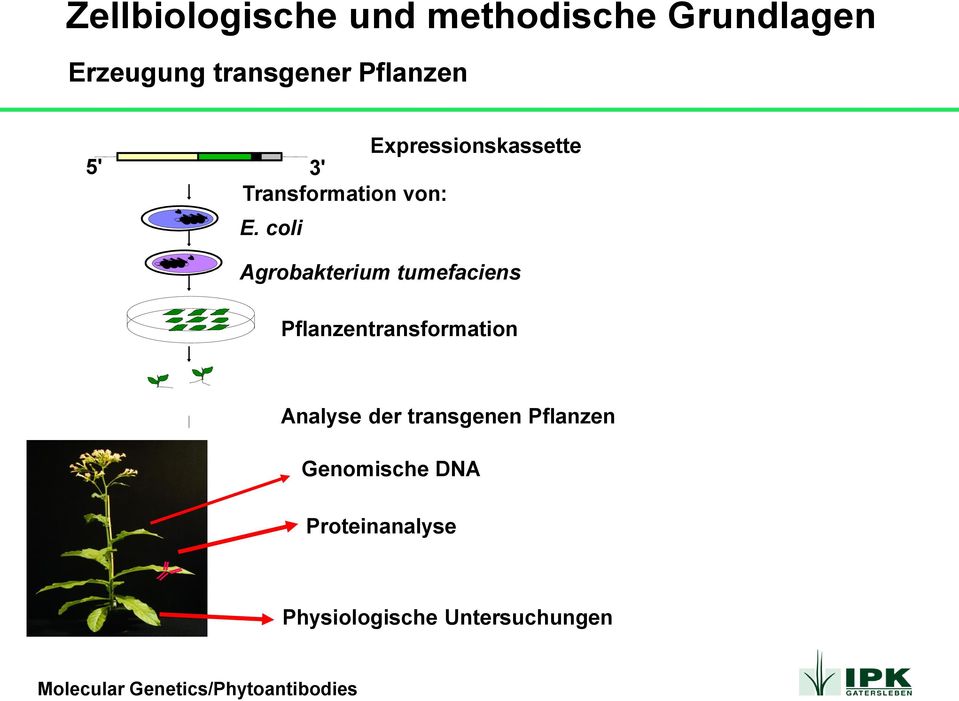 coli Agrobakterium tumefaciens Pflanzentransformation Analyse der