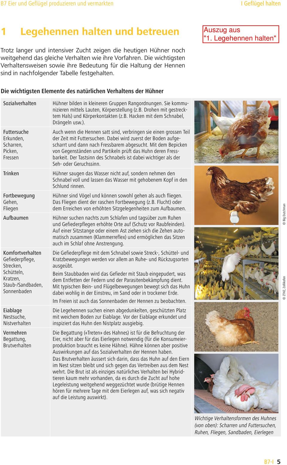 Die wichtigsten Elemente des natürlichen Verhaltens der Hühner Sozialverhalten Futtersuche Erkunden, Scharren, Picken, Fressen Trinken Fortbewegung Gehen, Fliegen Aufbaumen Komfortverhalten