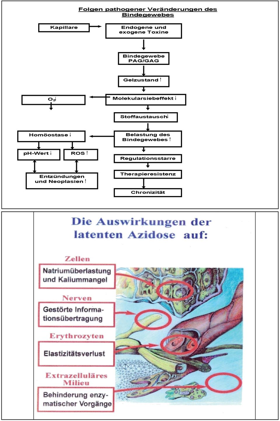 O2 Stoffaustausch Homöostase ph-wert Belastung des Bindegewebes ROS