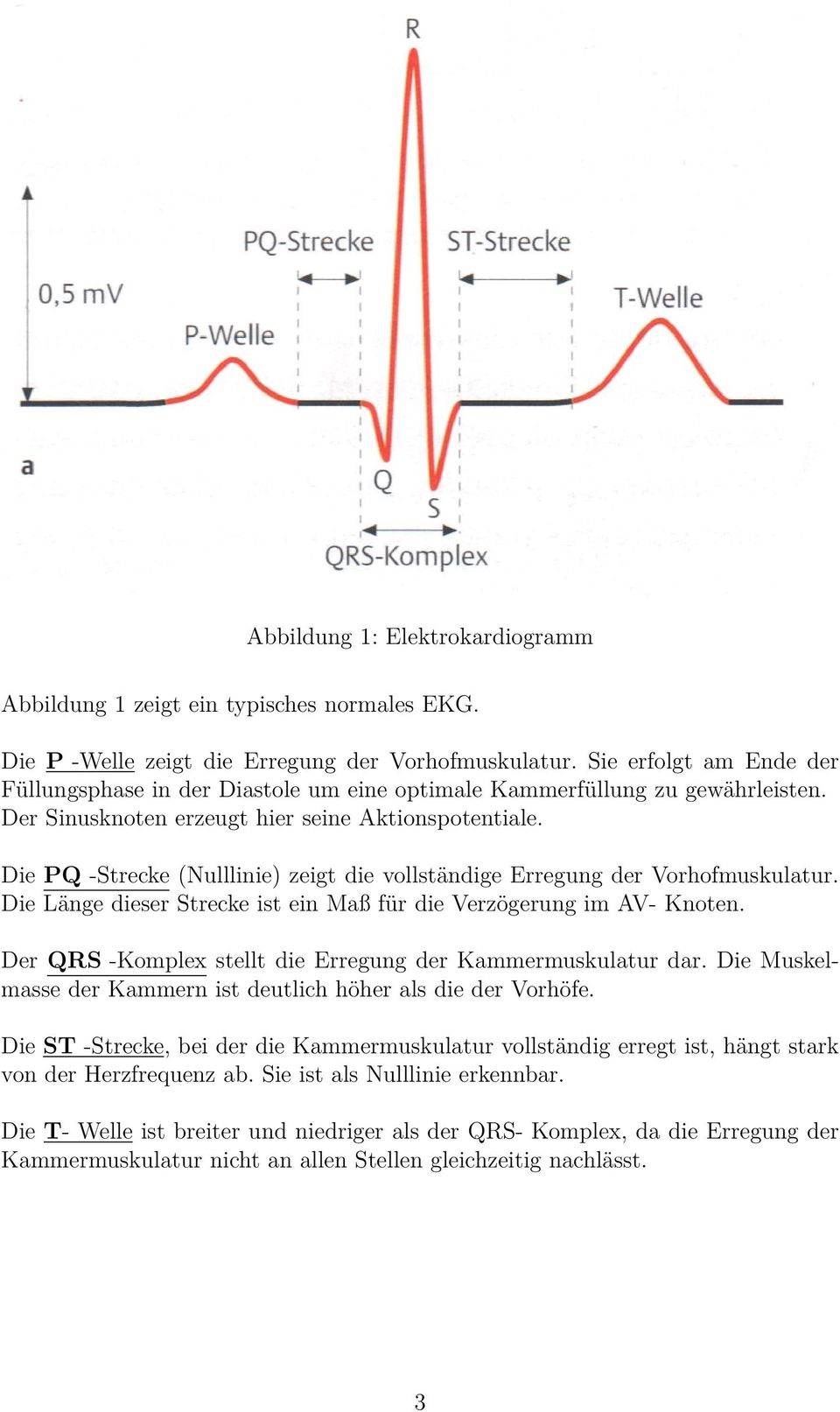 Die PQ -Strecke (Nulllinie) zeigt die vollständige Erregung der Vorhofmuskulatur. Die Länge dieser Strecke ist ein Maß für die Verzögerung im AV- Knoten.