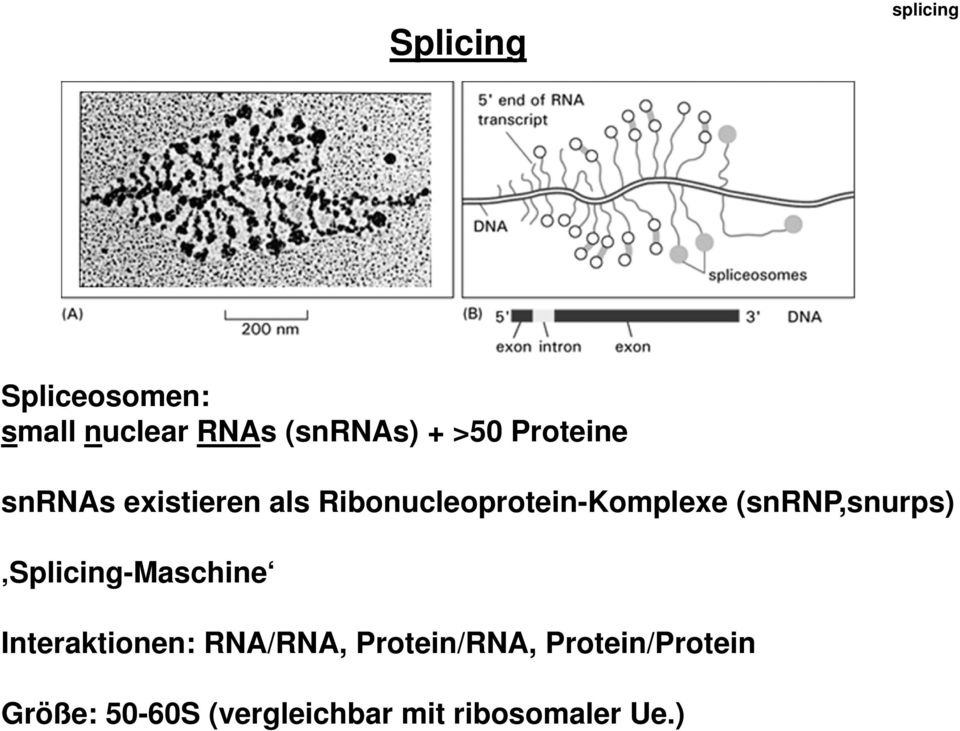 (snrnp,snurps) Splicing-Maschine Interaktionen: RNA/RNA,