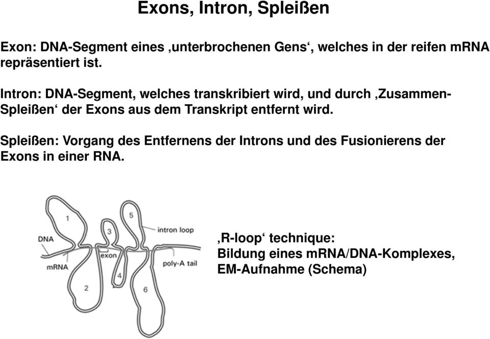Intron: DNA-Segment, welches transkribiert wird, und durch Zusammen- Spleißen der Exons aus dem