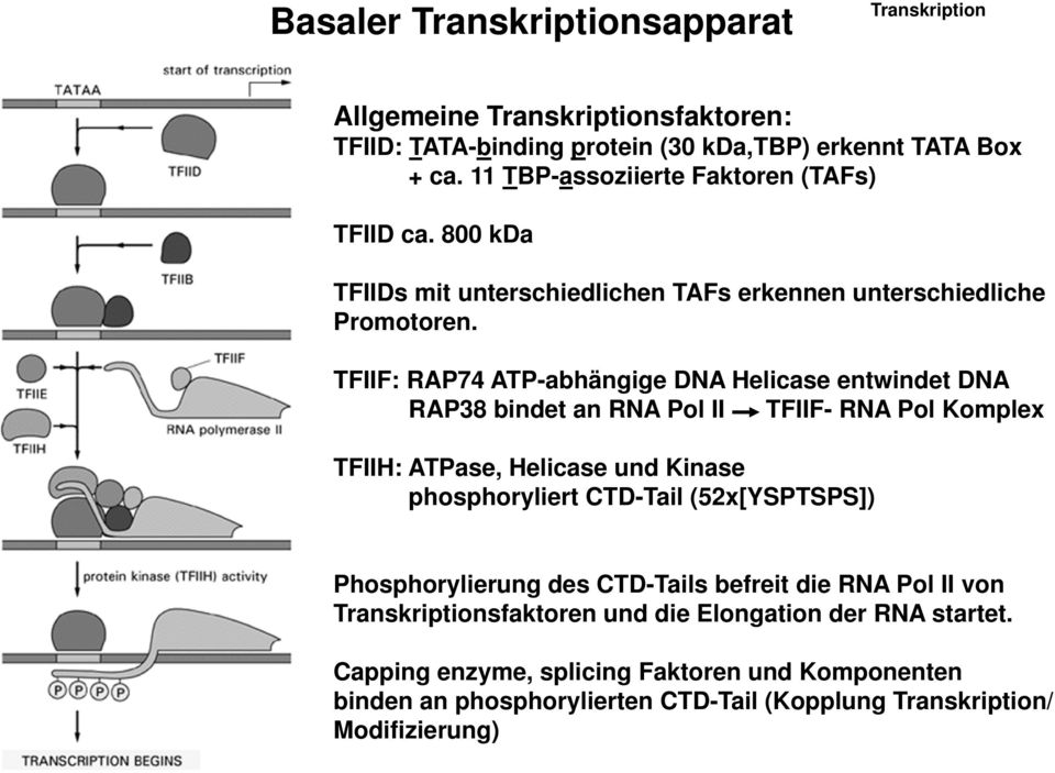 TFIIF: RAP74 ATP-abhängige DNA Helicase entwindet DNA RAP38 bindet an RNA Pol II TFIIF- RNA Pol Komplex TFIIH: ATPase, Helicase und Kinase phosphoryliert CTD-Tail