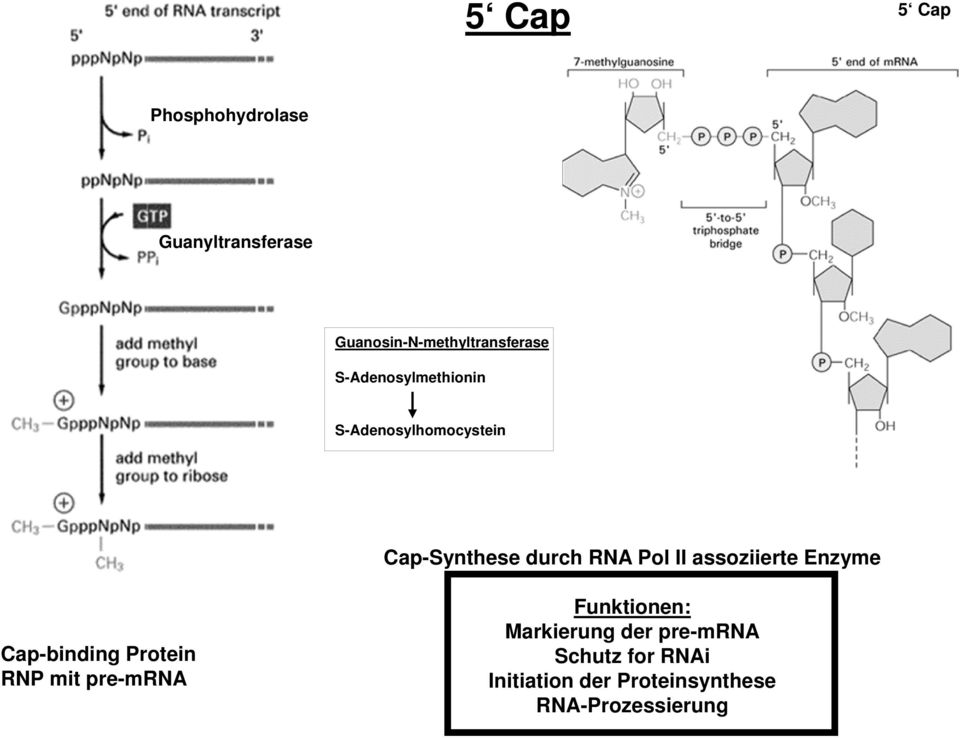 assoziierte Enzyme Cap-binding Protein RNP mit pre-mrna Funktionen: