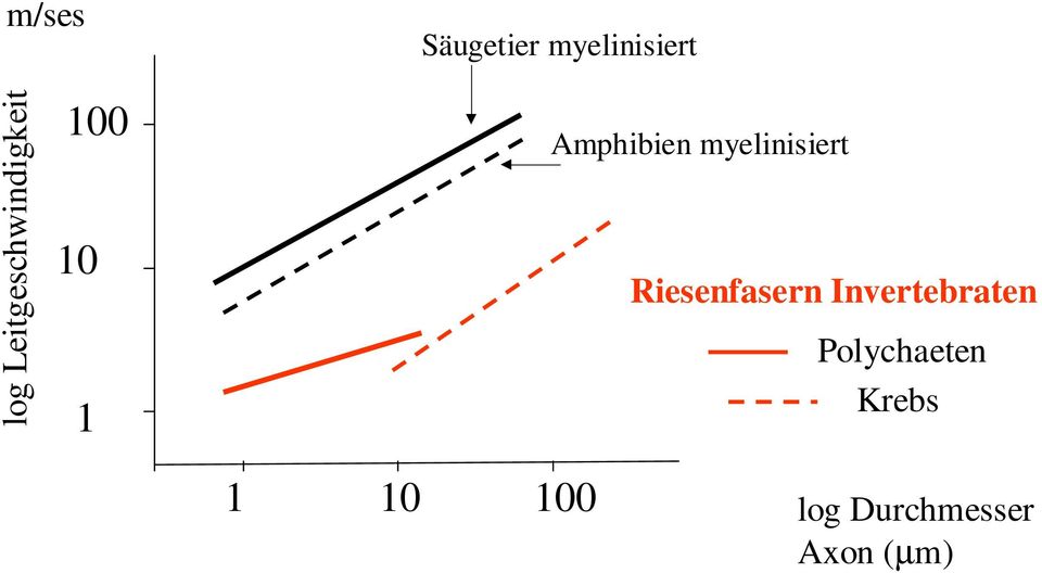 myelinisiert Riesenfasern Invertebraten