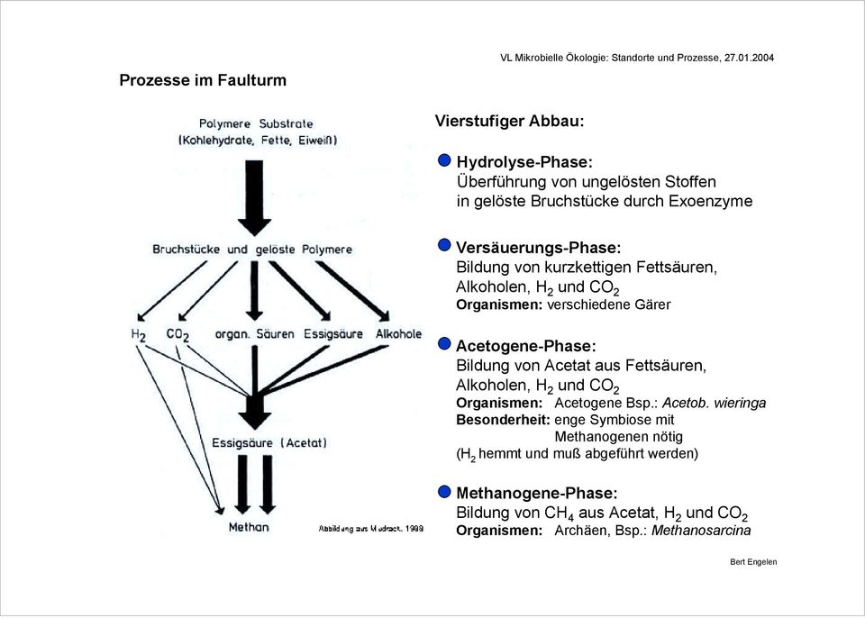 von Acetat aus Fettsäuren, Alkoholen, H 2 und CO 2 Organismen: Acetogene Bsp.: Acetob.