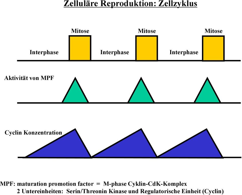 maturation promotion factor = M-phase Cyklin-CdK-Komplex 2