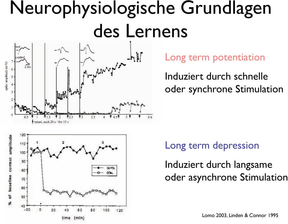 Stimulation Long term depression Induziert durch