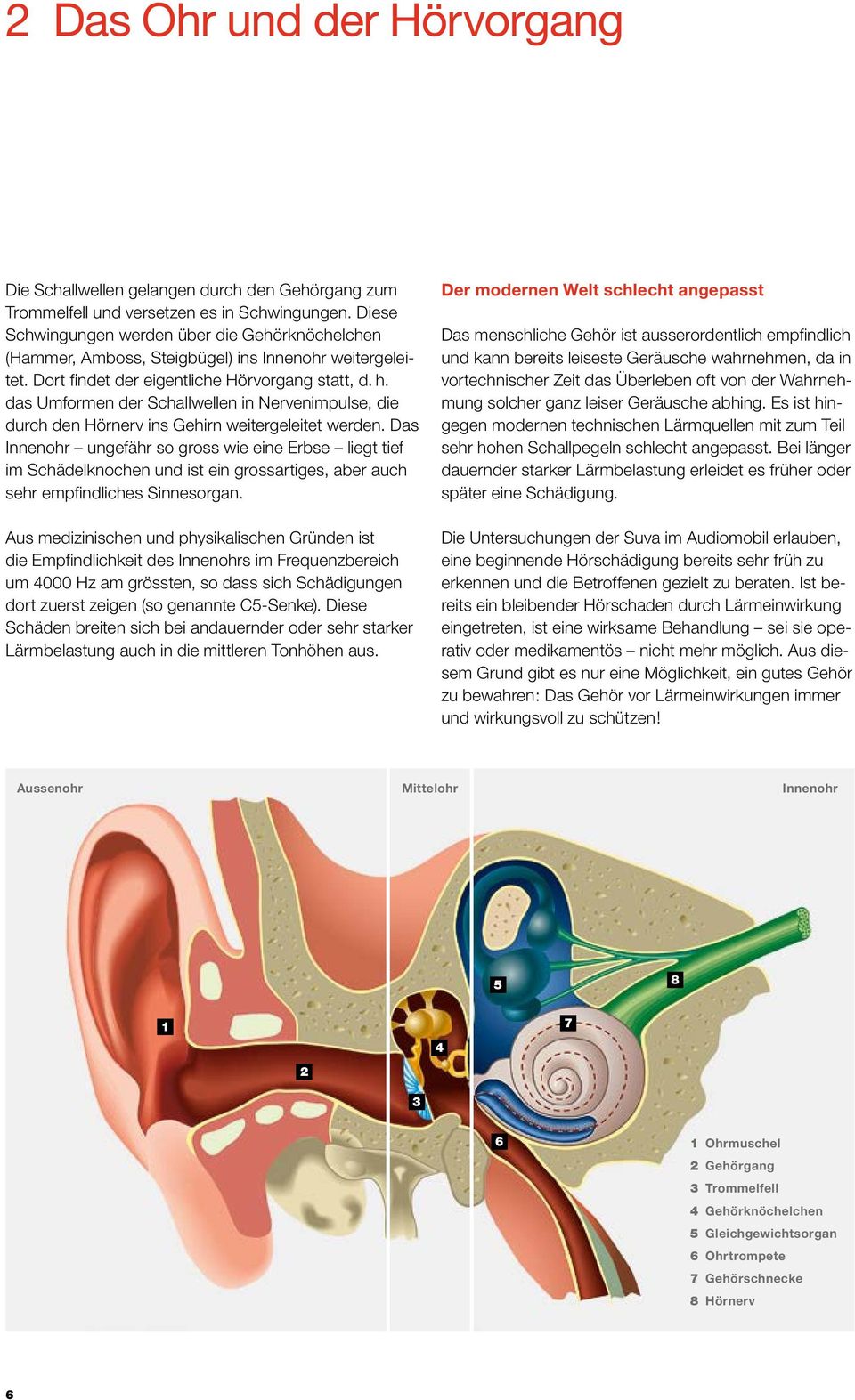 das Umformen der Schallwellen in Nervenimpulse, die durch den Hörnerv ins Gehirn weitergeleitet werden.