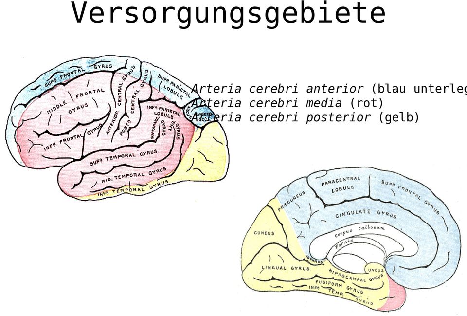 unterleg Arteria cerebri