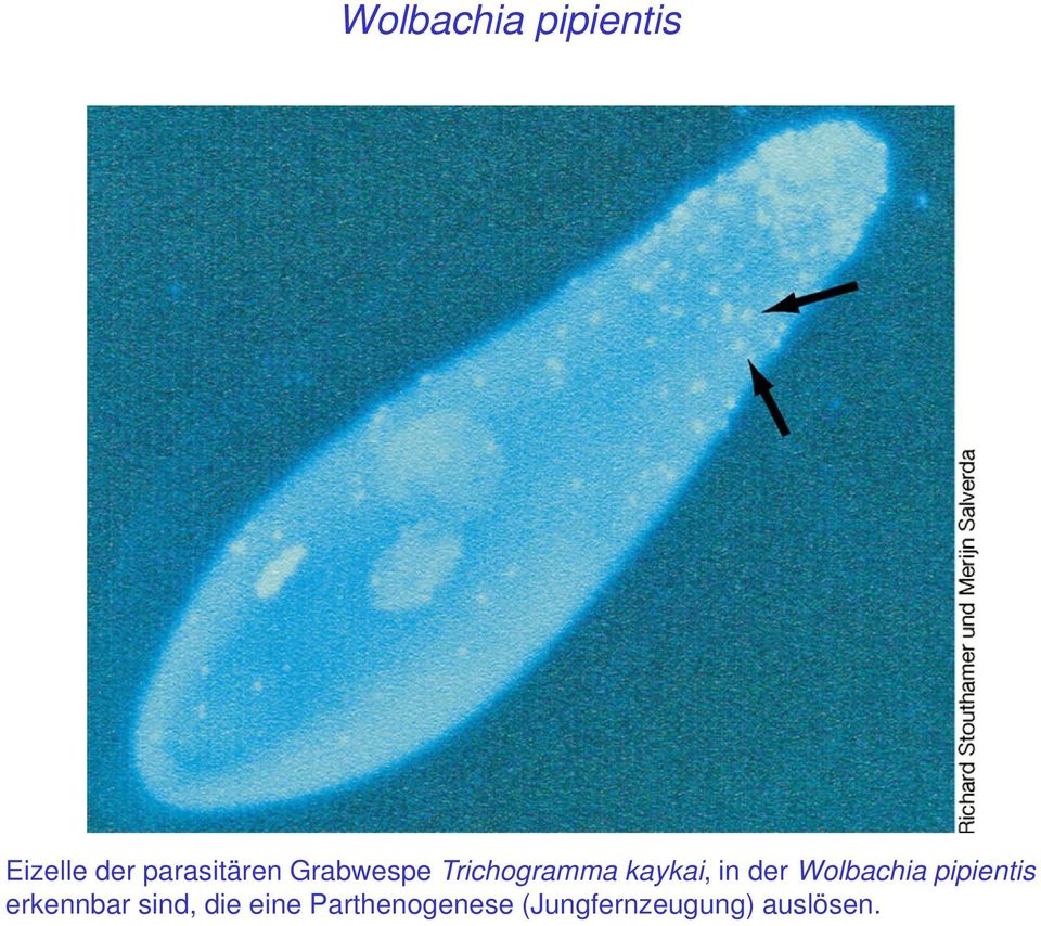 in der Wolbachia pipientis erkennbar sind,