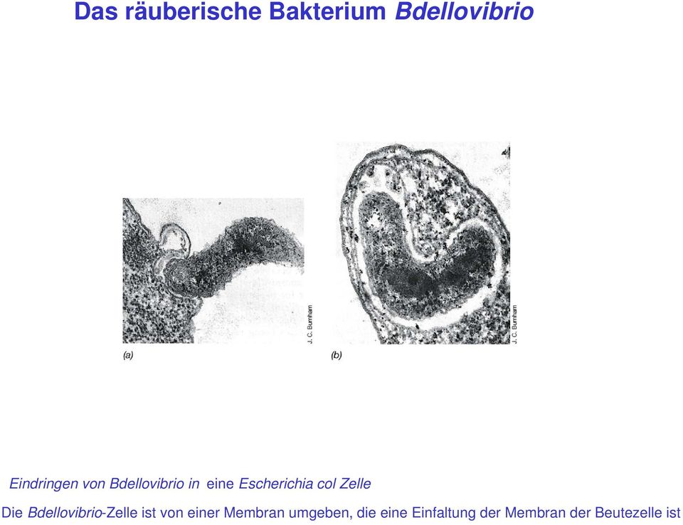 Bdellovibrio-Zelle ist von einer Membran umgeben,