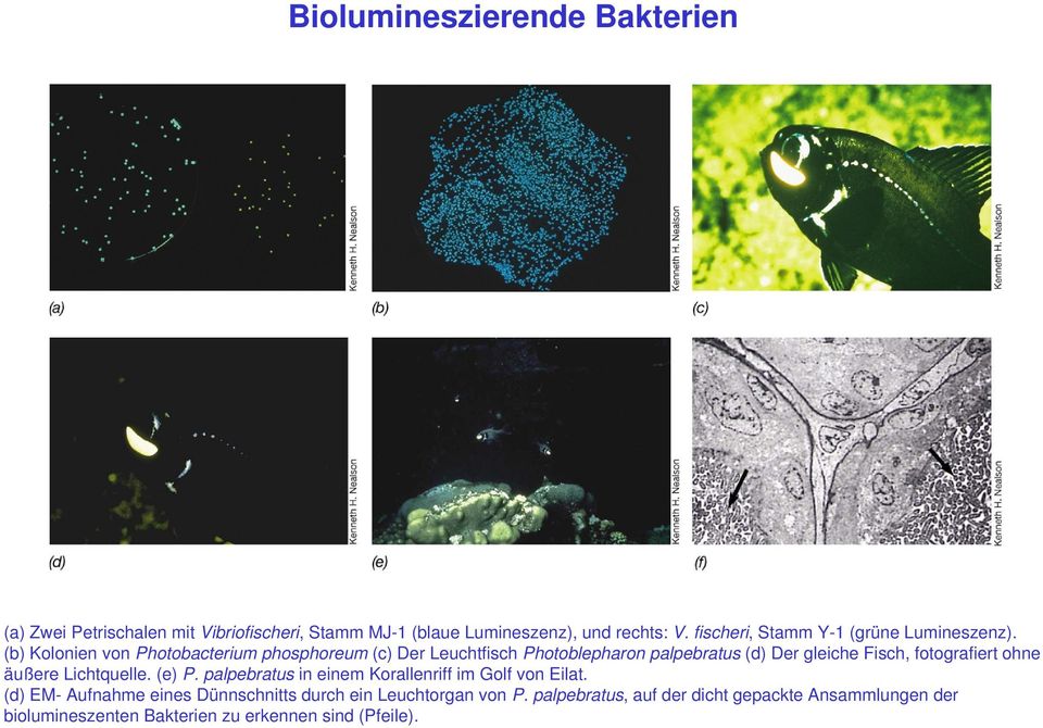(b) Kolonien von Photobacterium phosphoreum (c) Der Leuchtfisch Photoblepharon palpebratus (d) Der gleiche Fisch, fotografiert ohne