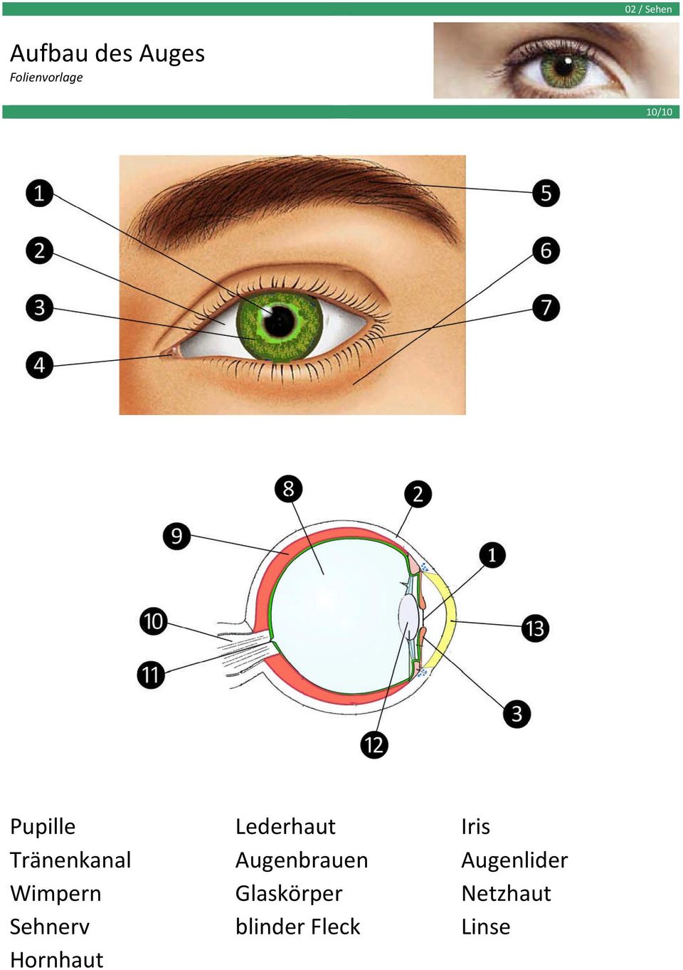 Augenbrauen Augenlider Wimpern
