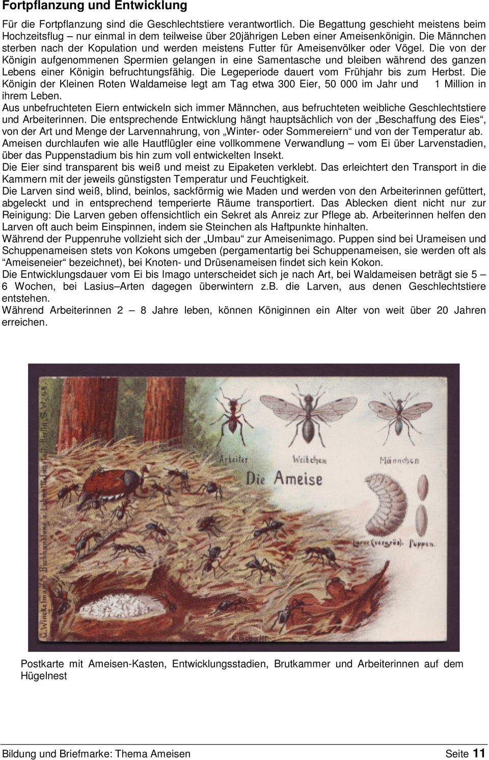 Die Männchen sterben nach der Kopulation und werden meistens Futter für Ameisenvölker oder Vögel.